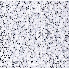 15/0 Miyuki Seed Beads - Matte Crystal AB - 12.5gm