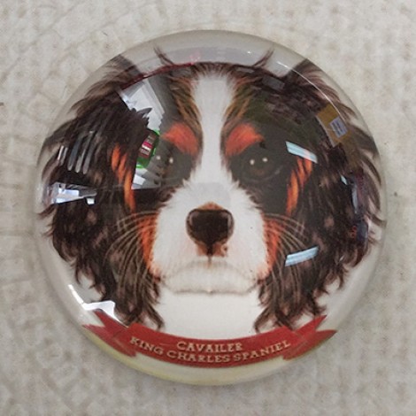 25mm Art Glass Round Cabochons - Cavalier King Charles Dog - Each 25mm Art Glass Round Cabochons - Cavalier King Charles Dog - Each